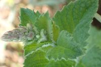Mentha suaveolens