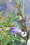 Scutellaria galericulata