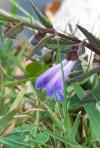 Scutellaria galericulata