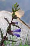 Scutellaria galericulata
