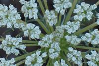 Daucus carota