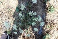 Daucus carota