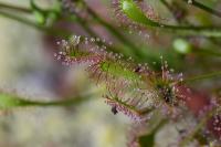Drosera intermedia