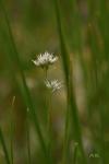Rhynchospora alba