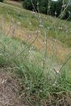 Verbena officinalis