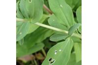 Saponaria officinalis
