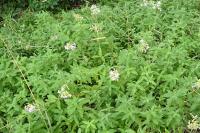 Saponaria officinalis