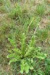 Taraxacum officinale