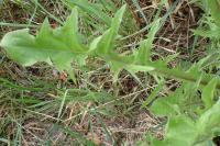 Taraxacum officinale