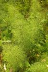 Equisetum sylvaticum