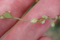 Fallopia convolvulus
