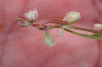 Fallopia convolvulus