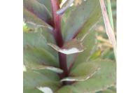 Hylotelephium telephium