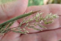 Holcus lanatus
