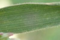 Holcus lanatus