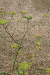 Pastinaca sativa