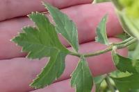Pastinaca sativa