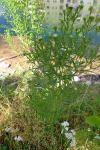 Symphyotrichum