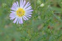 Symphyotrichum