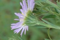 Symphyotrichum