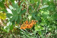 Sorbus aucuparia