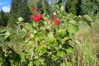 Viburnum opulus
