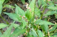 Persicaria dubia