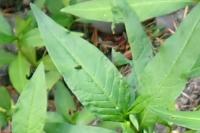 Persicaria dubia