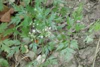 Aethusa cynapium