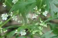 Aethusa cynapium