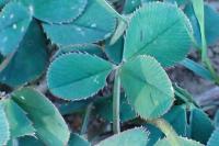 Trifolium repens