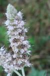 Mentha longifolia