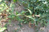 Persicaria maculosa