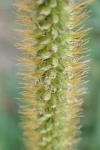 Setaria pumila