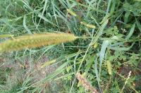 Setaria pumila