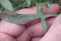 Rumex acetosella
