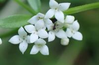 Galium palustre