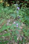Campanula trachelium