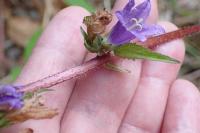 Campanula trachelium