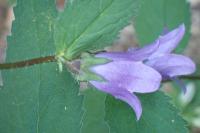 Campanula trachelium