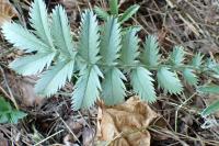 Argentina anserina