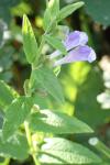 Scutellaria galericulata