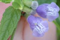 Scutellaria galericulata
