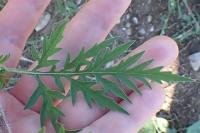 Ambrosia artemisiifolia