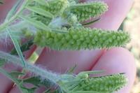 Ambrosia artemisiifolia