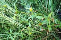 Bidens frondosa