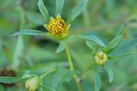 Bidens frondosa