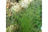 Equisetum arvense