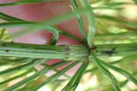 Equisetum arvense