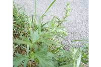 Artemisia vulgaris